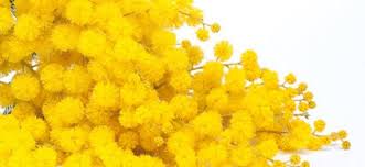 Mimosa - Giornata mondiale della donna